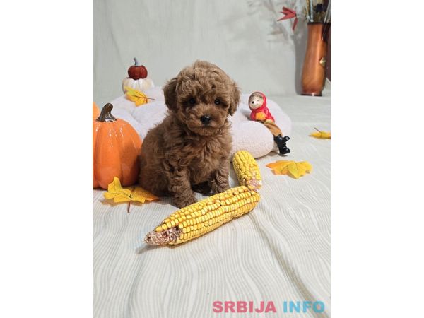 Toy Crvena Pudla/Crvene Pudle - &scaron;tenci