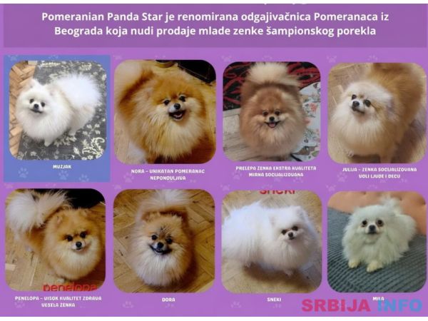 Renomirana odgajivačnica pomeranaca prodaje ženke