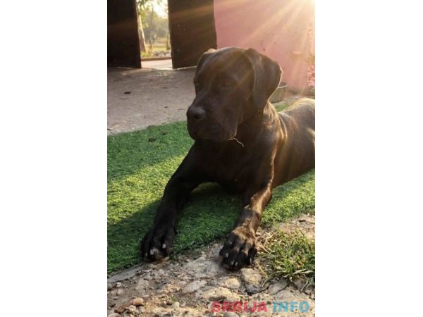 Cane Corso mlad pas
