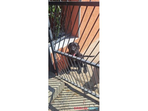Cane Corso mlad pas