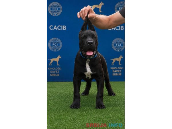Cane Corso mlad pas