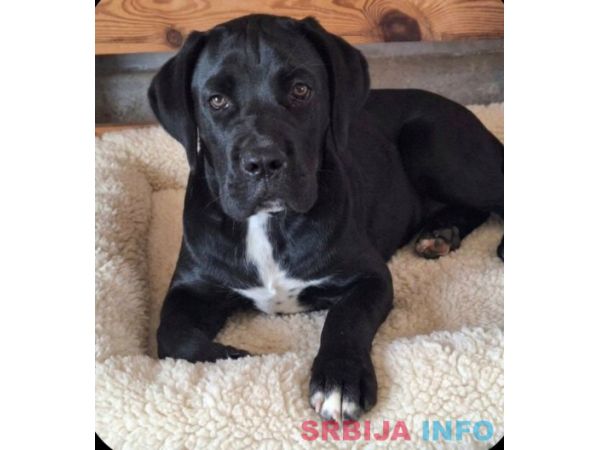 Cane Corso mlad pas