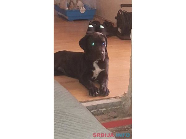 Cane Corso mlad pas