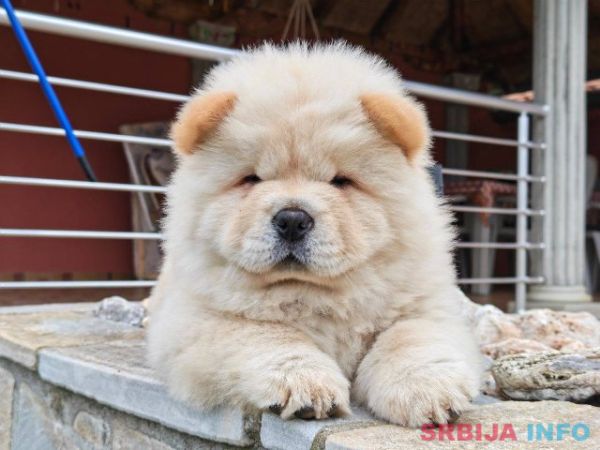 Krem Chow Chow štenci