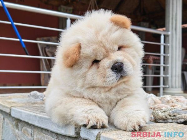 Krem Chow Chow &scaron;tenci