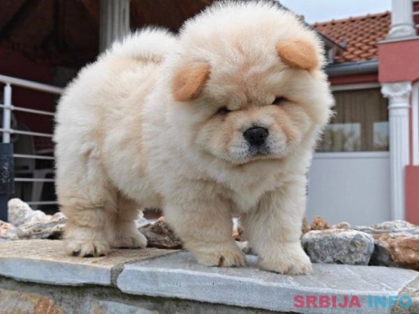 Krem Chow Chow &scaron;tenci