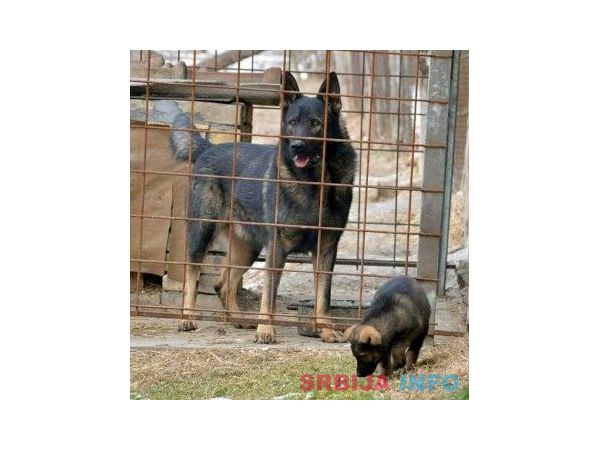 Gvozdeno sivi nemački ovčari