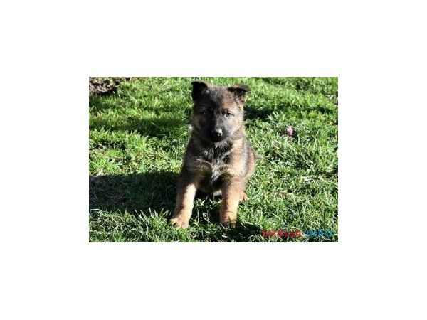 Gvozdeno sivi nemački ovčari