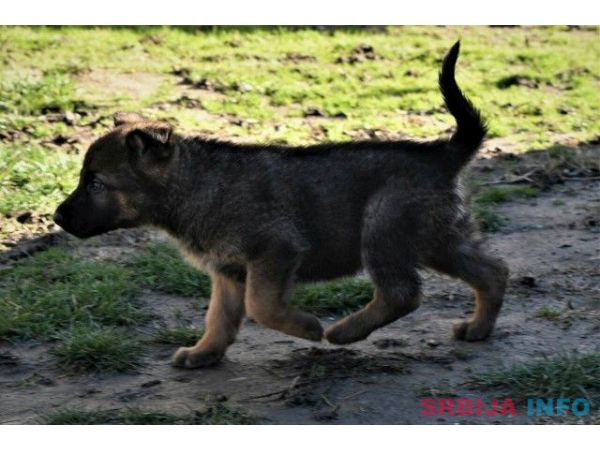 Gvozdeno sivi nemački ovčari