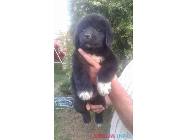 Njufaundlender stenci na prodaju 