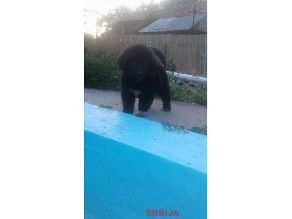 Njufaundlender stenci na prodaju 