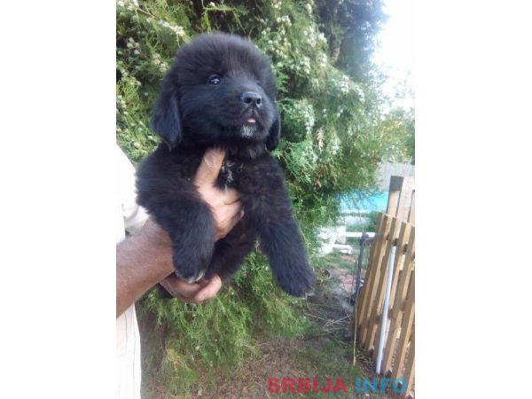 Njufaundlender stenci na prodaju 