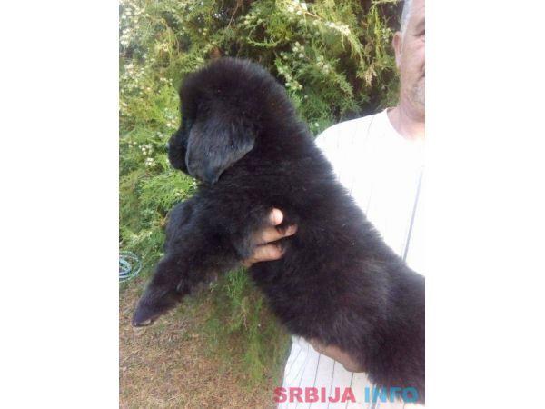 Njufaundlender stenci na prodaju 