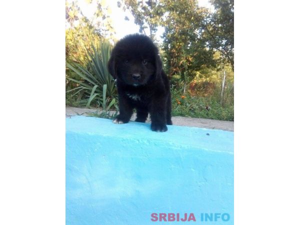 Njufaundlender stenci na prodaju 