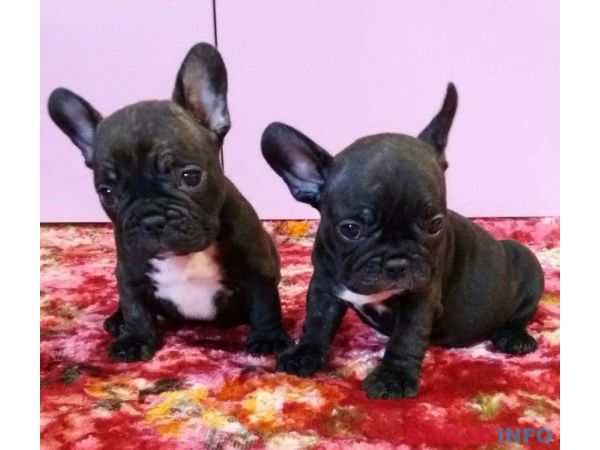 Francuski buldog stenad