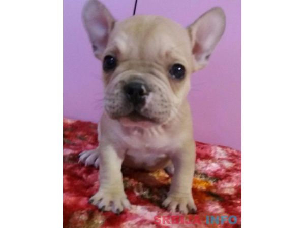 Francuski buldog stenad