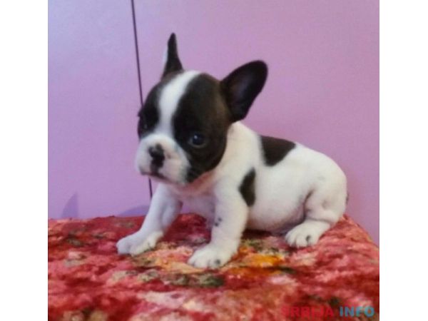 Francuski buldog stenad