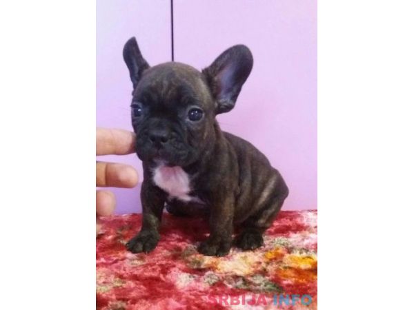 Francuski buldog stenad