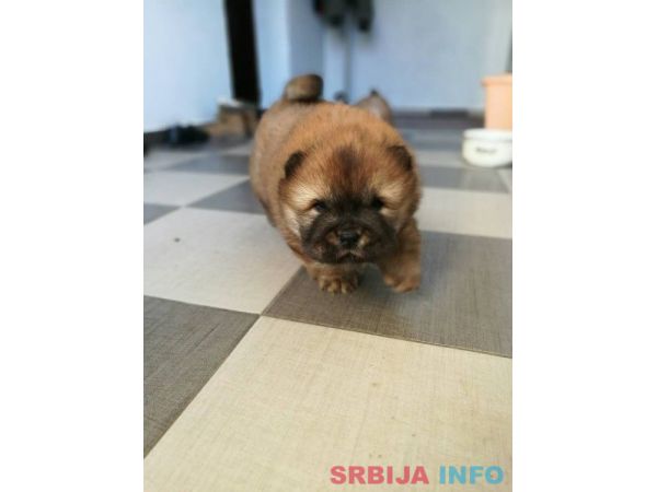 Čau čau &scaron;tenad