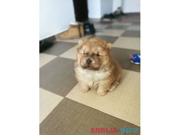 Čau čau &scaron;tenad