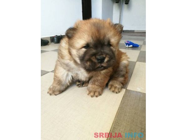 Čau čau &scaron;tenad