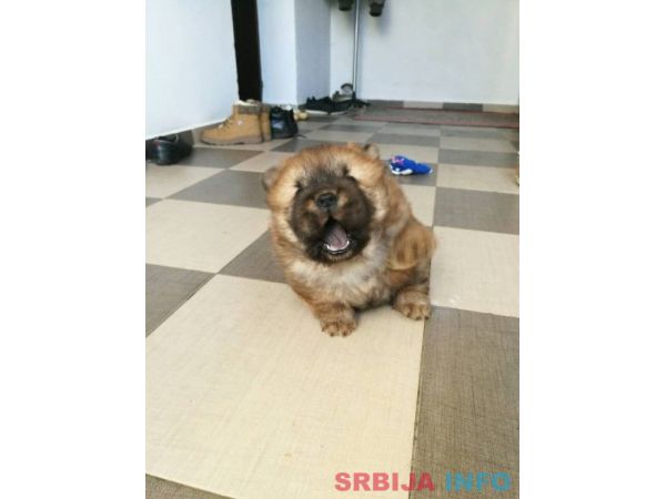 Čau čau &scaron;tenad