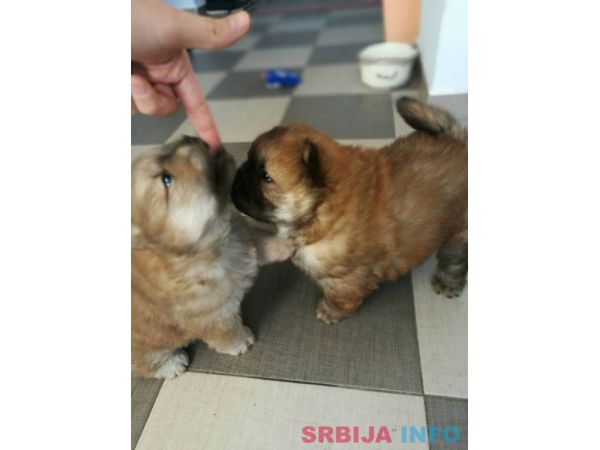 Čau čau &scaron;tenad