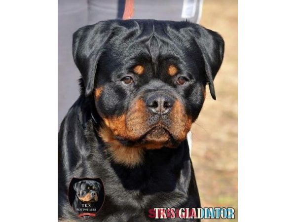 &Scaron;tenci rotvajlera