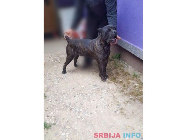 Cane Corso vrhunski muzijak za parenje!