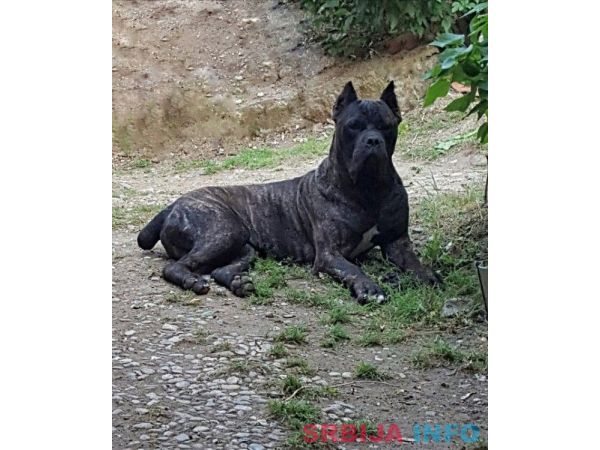 Cane Corso vrhunski muzijak za parenje!