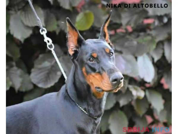 Doberman &scaron;tenci na prodaju