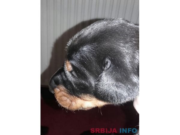 Doberman &scaron;tenci na prodaju