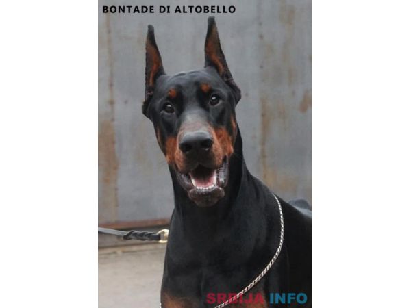 Doberman &scaron;tenci na prodaju