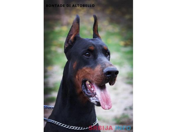 Doberman &scaron;tenci na prodaju