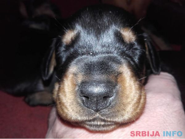 Doberman &scaron;tenci na prodaju