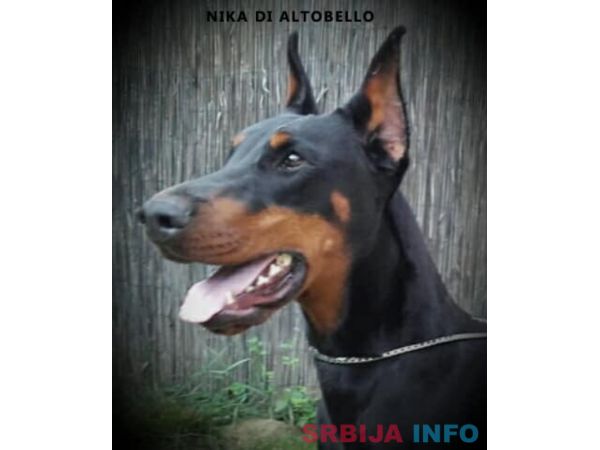 Doberman &scaron;tenci na prodaju