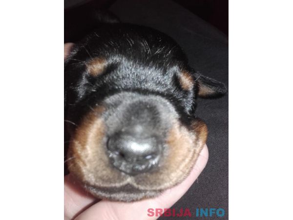 Doberman &scaron;tenci na prodaju