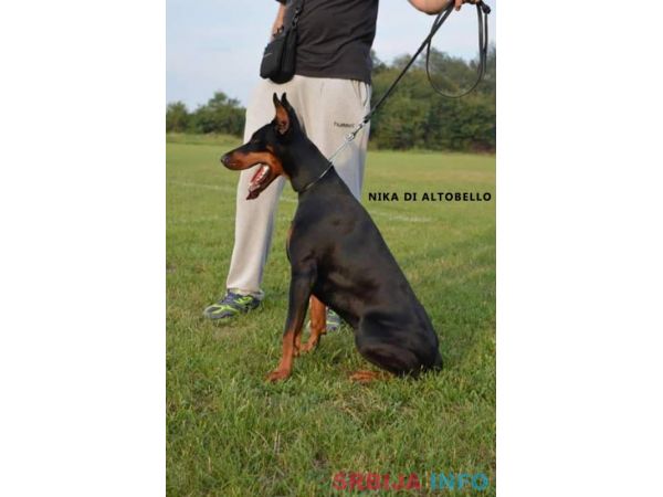 Doberman &scaron;tenci na prodaju