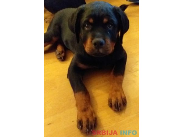 Rotvajler &scaron;tene