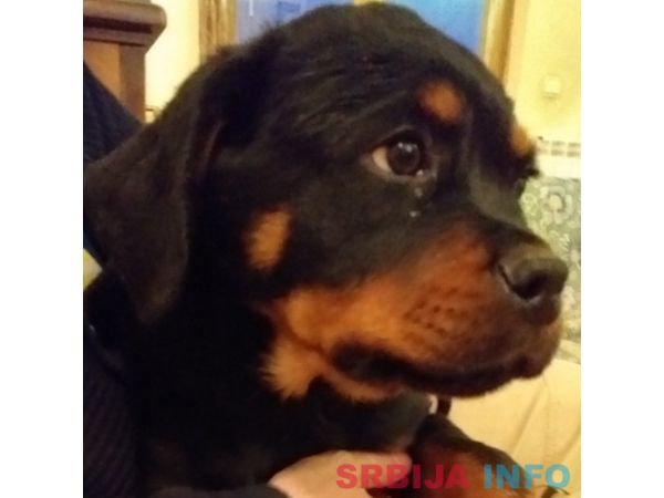 Rotvajler &scaron;tene