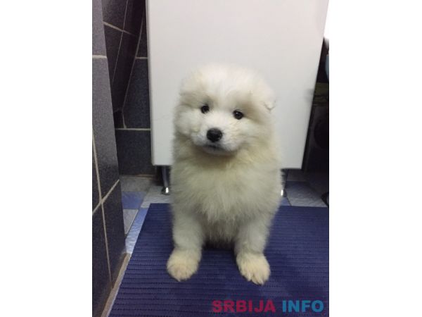 Sibirski samojed &scaron;tenci