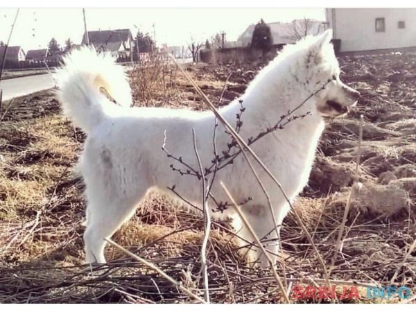 Sibirski samojed &scaron;tenci