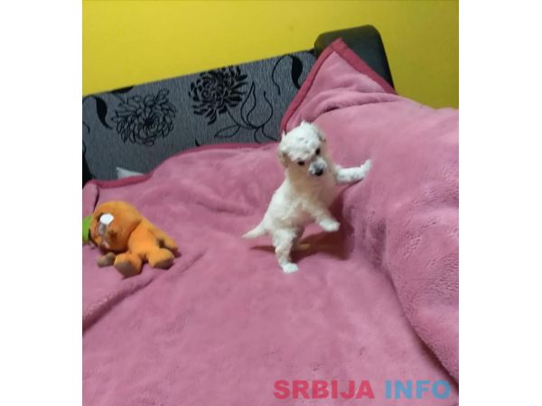 Toy pudla &scaron;tenci 