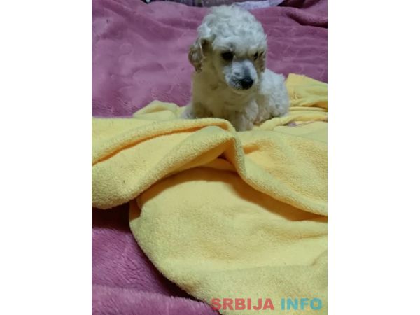 Toy pudla &scaron;tenci 