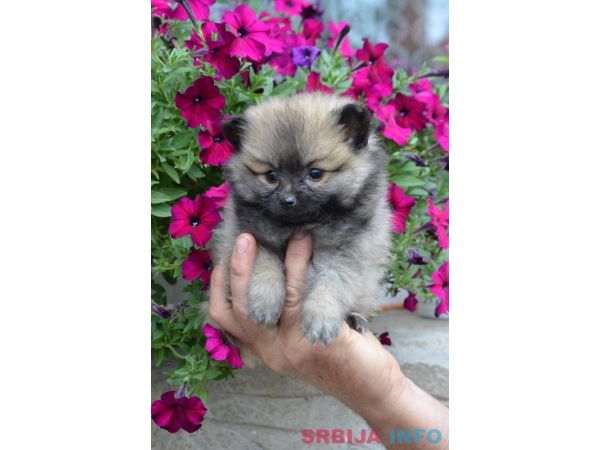 Nemački mali &scaron;pic &scaron;tenci