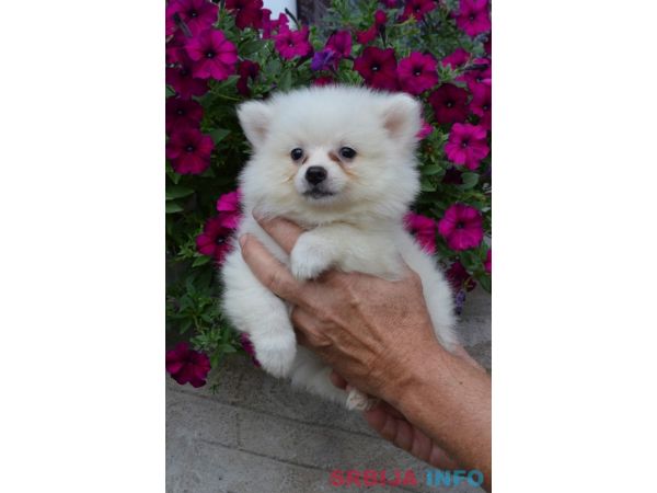 Nemački mali &scaron;pic &scaron;tenci