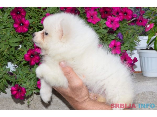 Nemački mali &scaron;pic &scaron;tenci