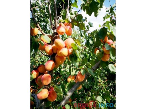 Zasad kajsija-3,25 hektara u punom rodu