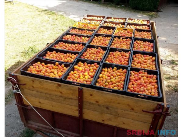 Zasad kajsija-3,25 hektara u punom rodu