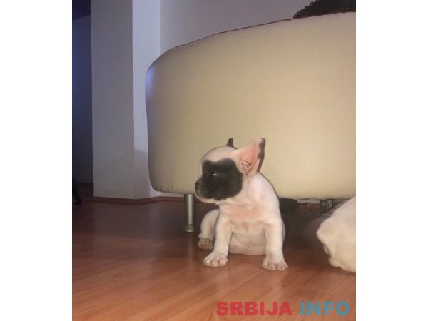 Francuski buldog &scaron;tenci